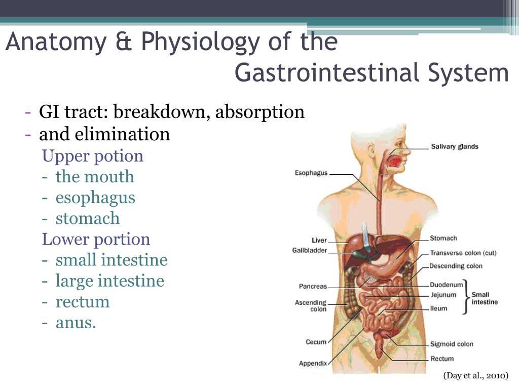 The Ultimate Guide To Acing The ATI Gastrointestinal System Test