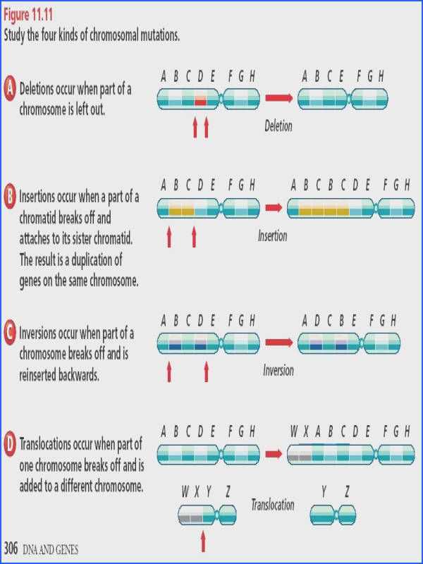 Unraveling The Mysteries X Men Genetic Mutations Worksheet Answers