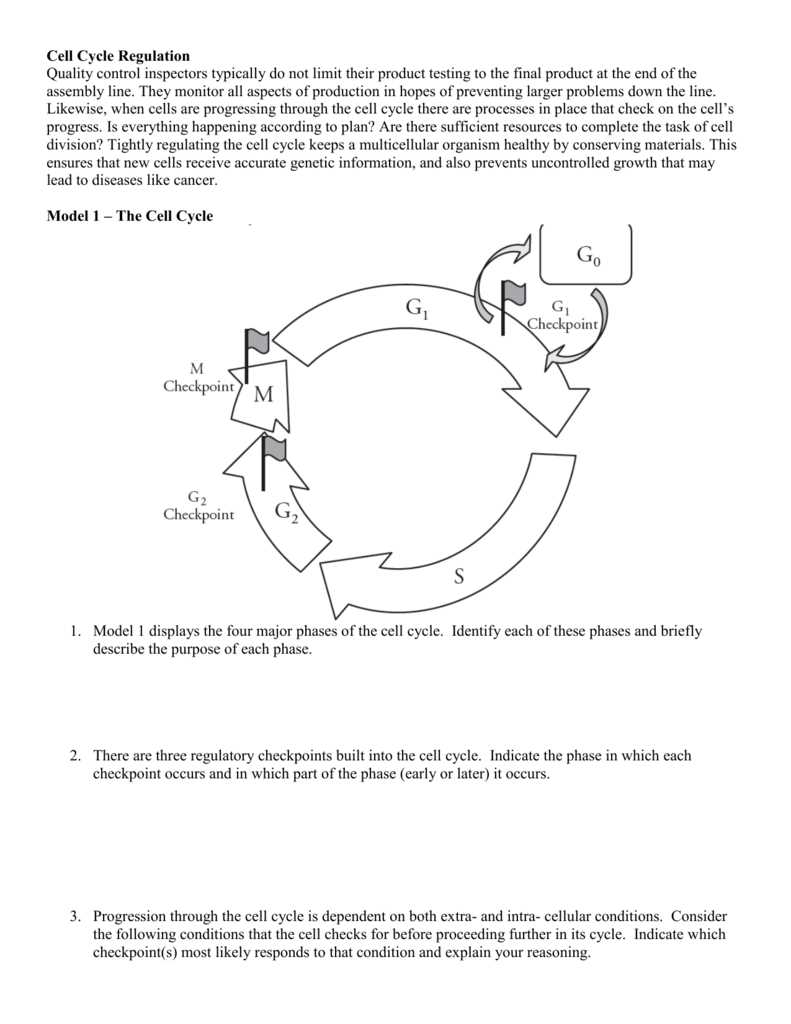 Mastering The Cell Cycle Your Answer Key To Understanding Regulation