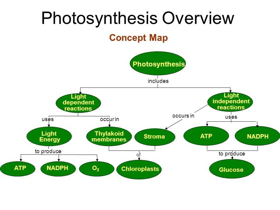 Understanding Photosynthesis A Complete Concept Map With Answers