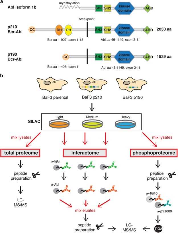 Understanding The Structure And Function Of The Bcr Abl Cancer Protein