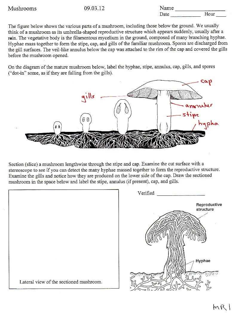 How To Use The Fungi Coloring Worksheet Answer Key A Step By Step Guide