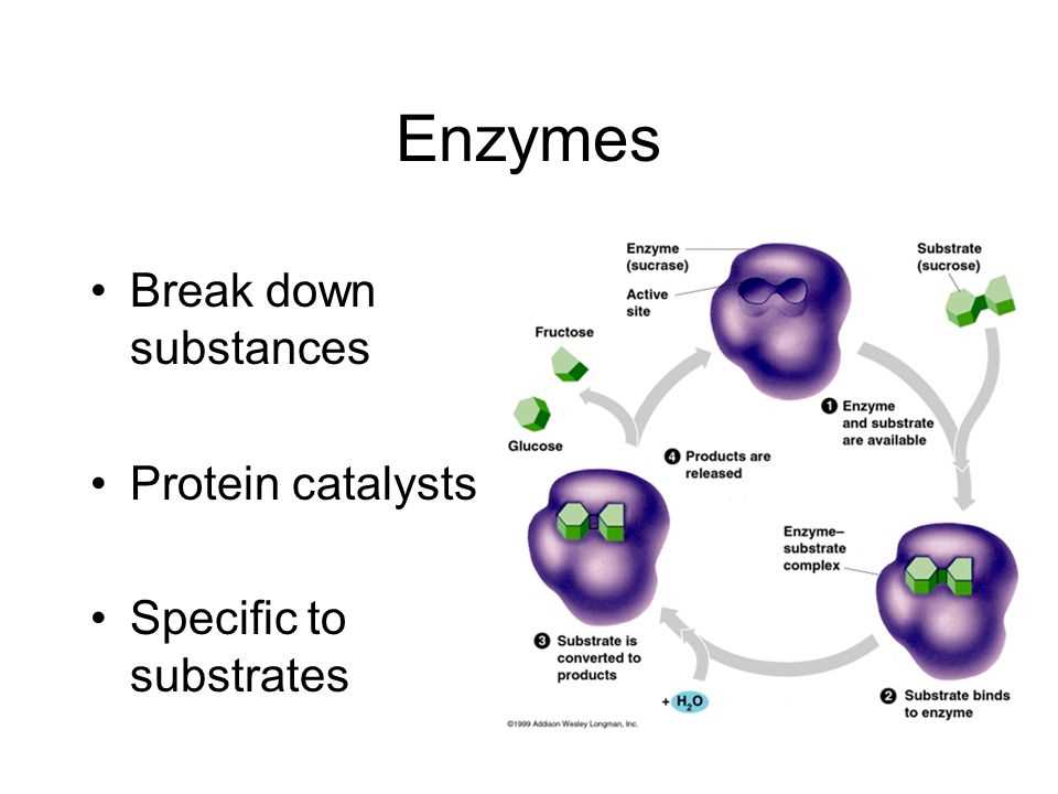 Understanding Enzyme And Cellular Regulation Pogil Answers Revealed