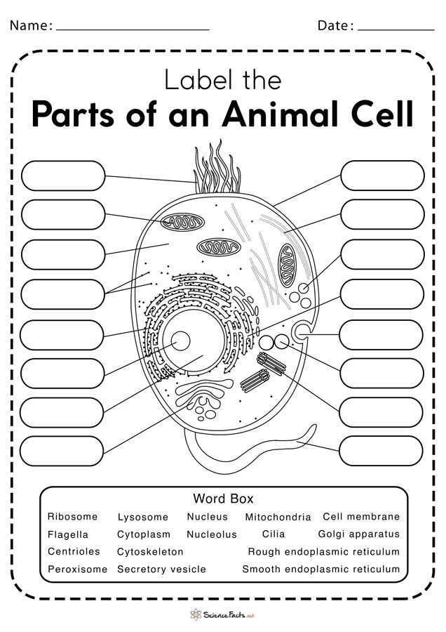 Tips for Maximizing Learning with Biology Worksheets