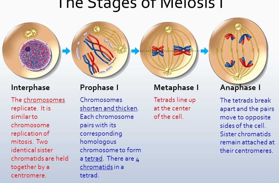 The Key Events of Meiosis II