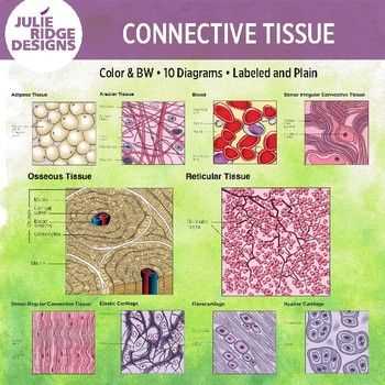 Cellular Structure and Function