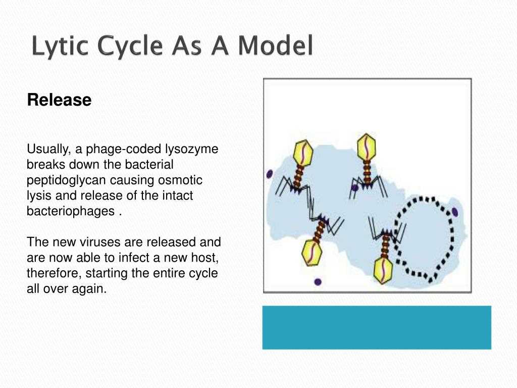 4. Gene Therapy