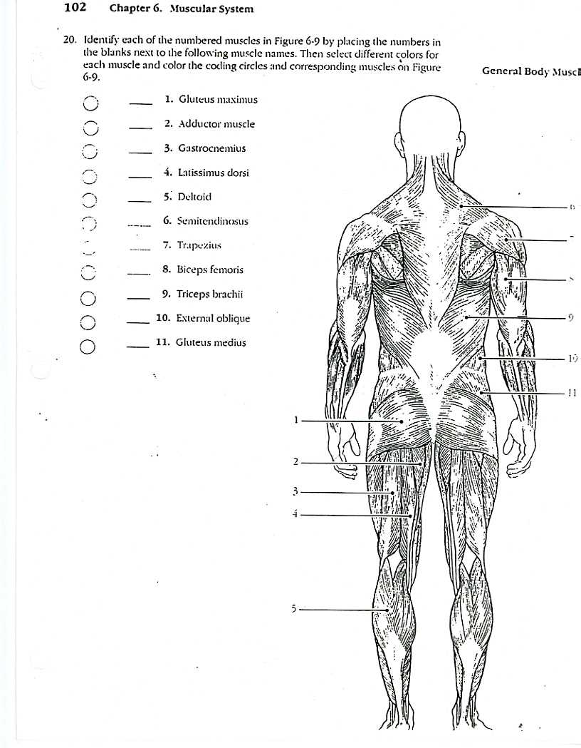 Answers to Coloring Workbook Questions for Chapter 3