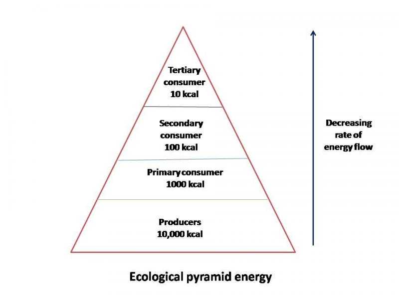 Why Are Energy Pyramids Important?