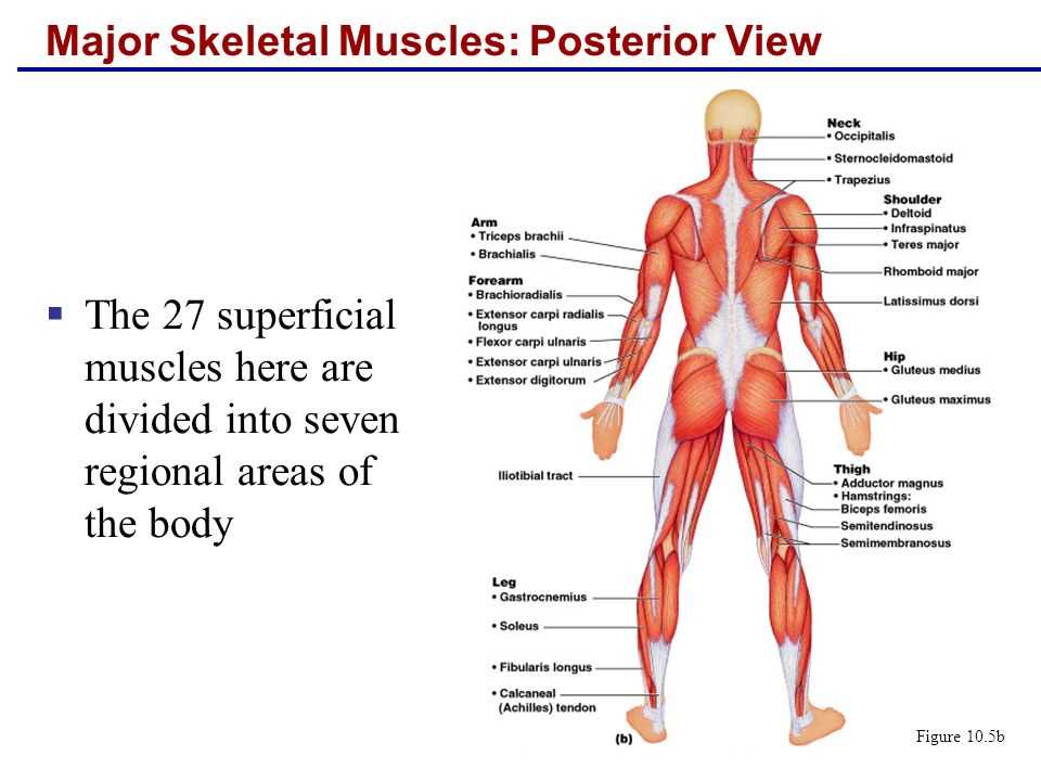 Muscular System Questions and Answers PDF