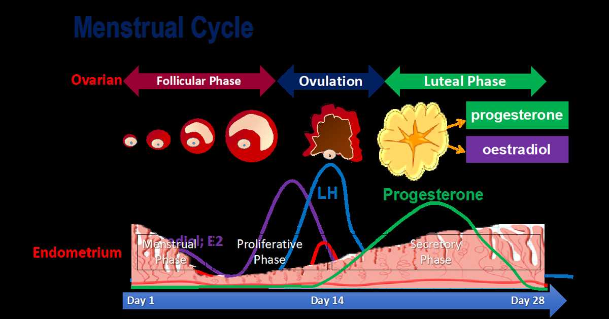 Interpreting the Menstrual Cycle Graphing Lab 12 Answer Key