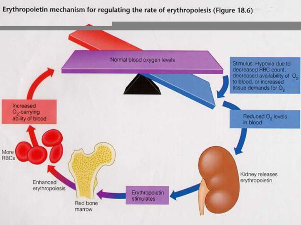 The Cardiovascular System