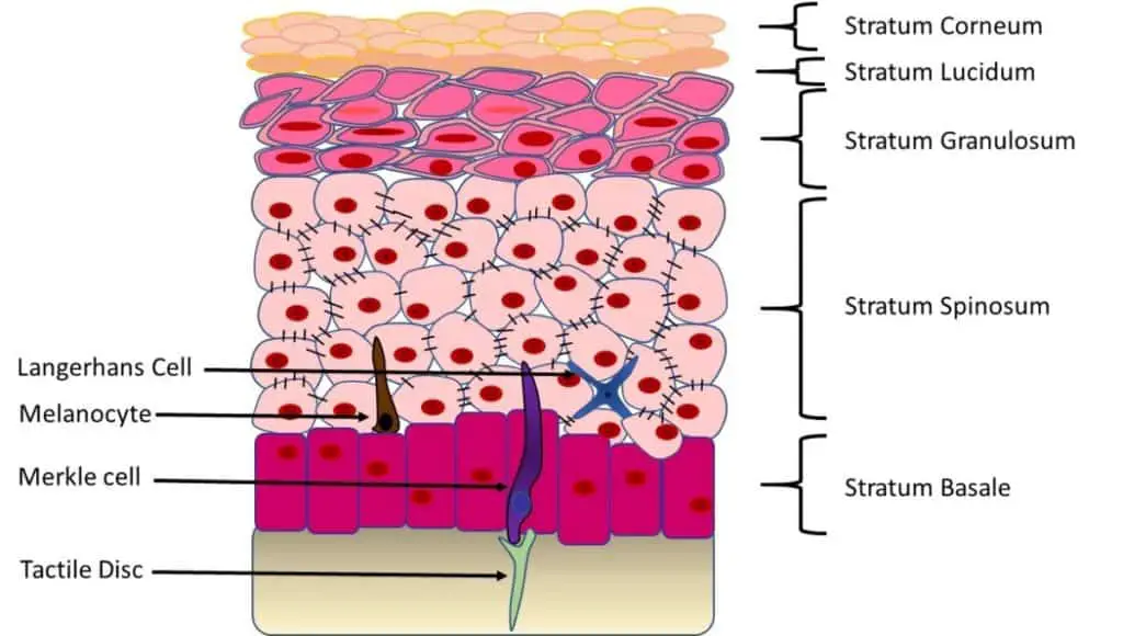 3. Testing the Efficacy of Skincare Products: