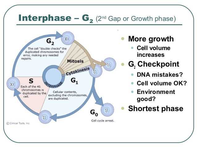 Chapter 9 The Cell Cycle Answer Key