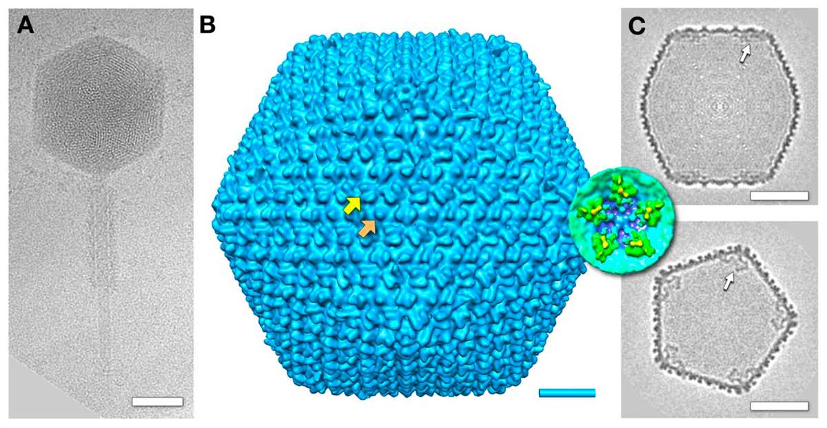 How do viruses reproduce?