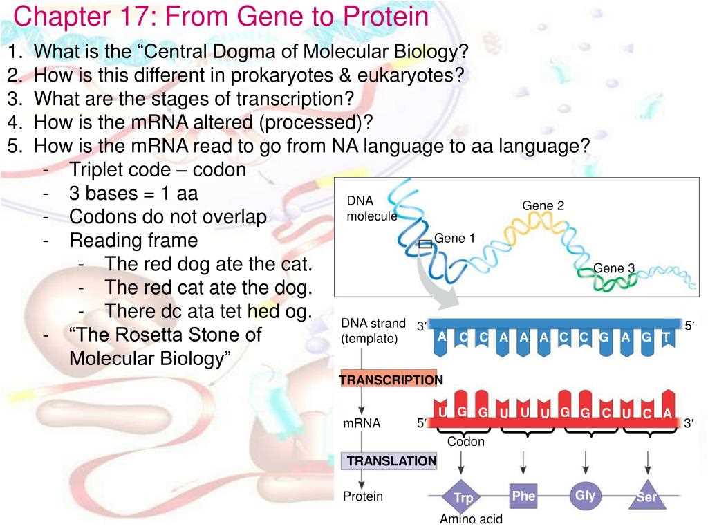 Genes and Proteins: Unraveling the Answer Key