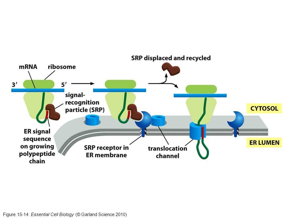 Cell Structure and Function