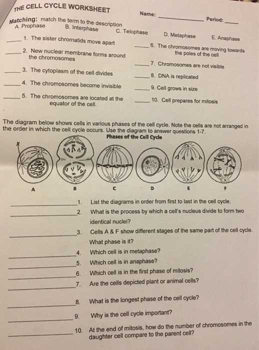 Cell Environments Worksheet Answer Key