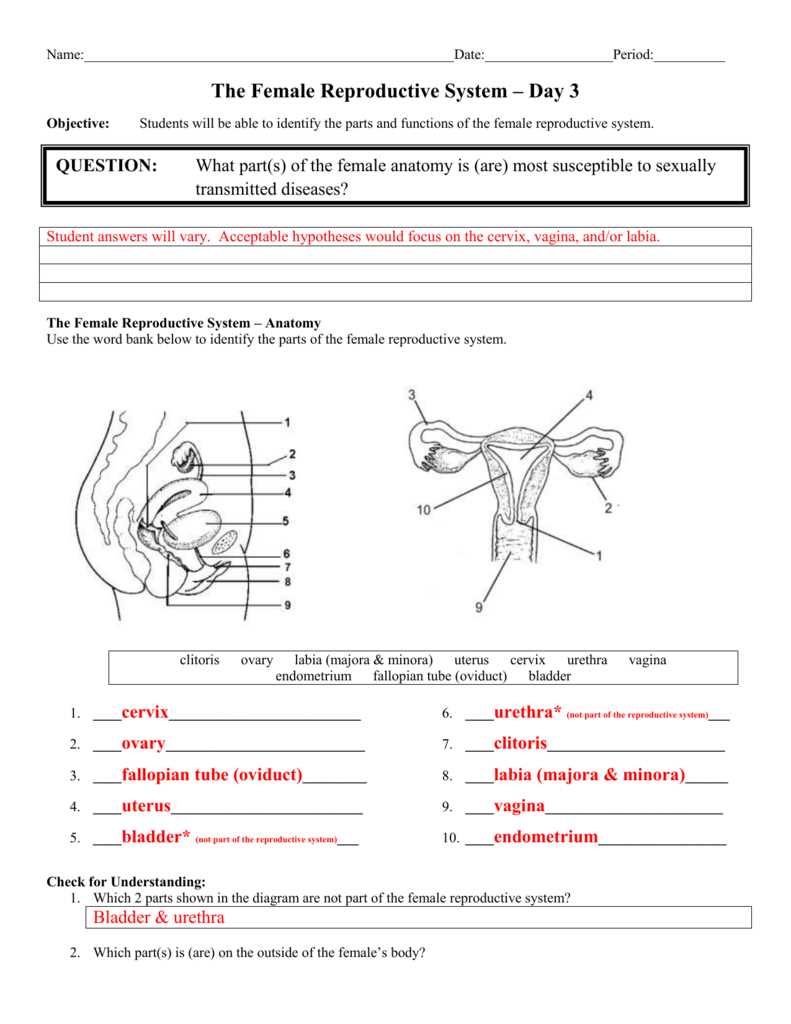 Understanding the Importance of General Anatomy and Physiology