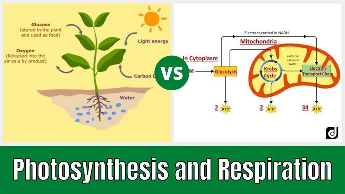 Color by Number Activity to Learn Photosynthesis