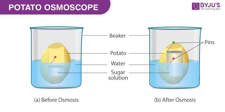 Q: Are there any other Gizmos available on the Stem Case website?