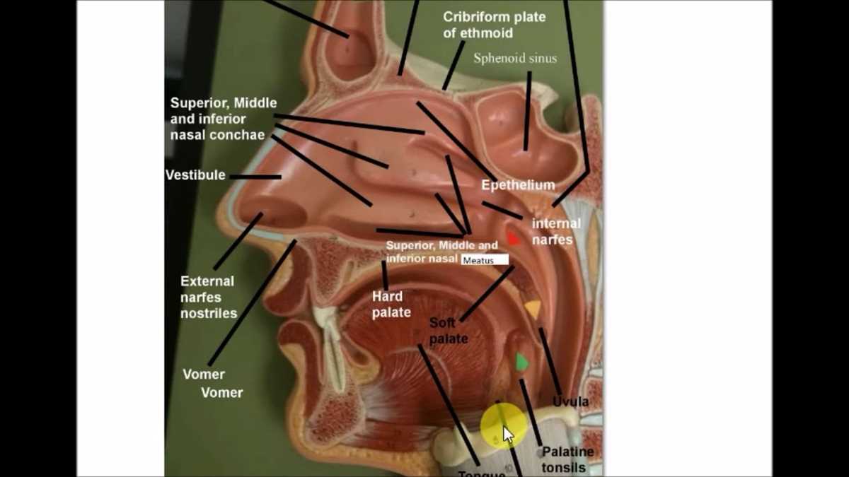 Anatomy and Physiology Chapter 2 Practice Test