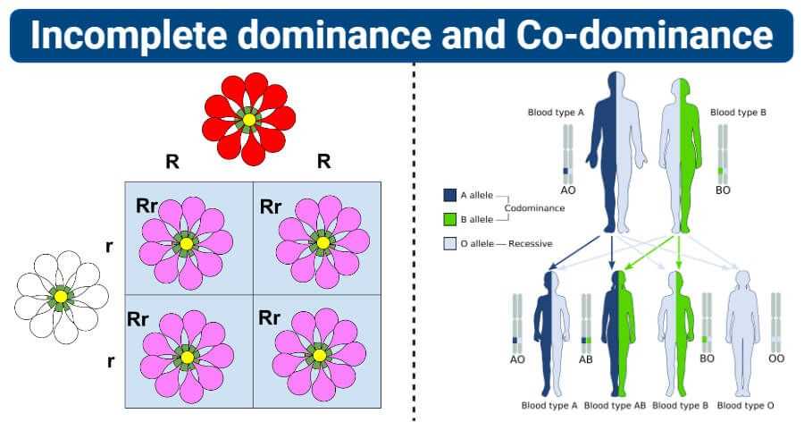 Bikini bottom genetics codominance vs incomplete dominance answer key