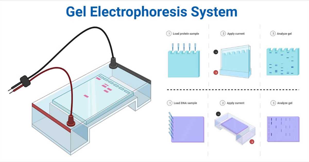 The Importance of Gel Electrophoresis in Molecular Biology