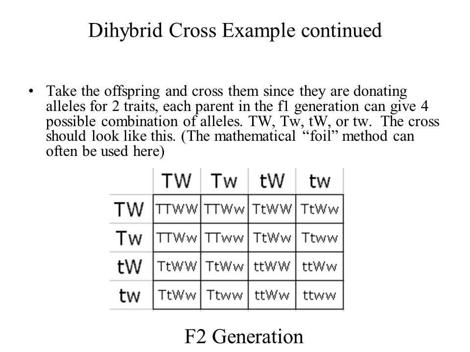 Key Concepts Covered in AP Biology Genetics Practice Problems