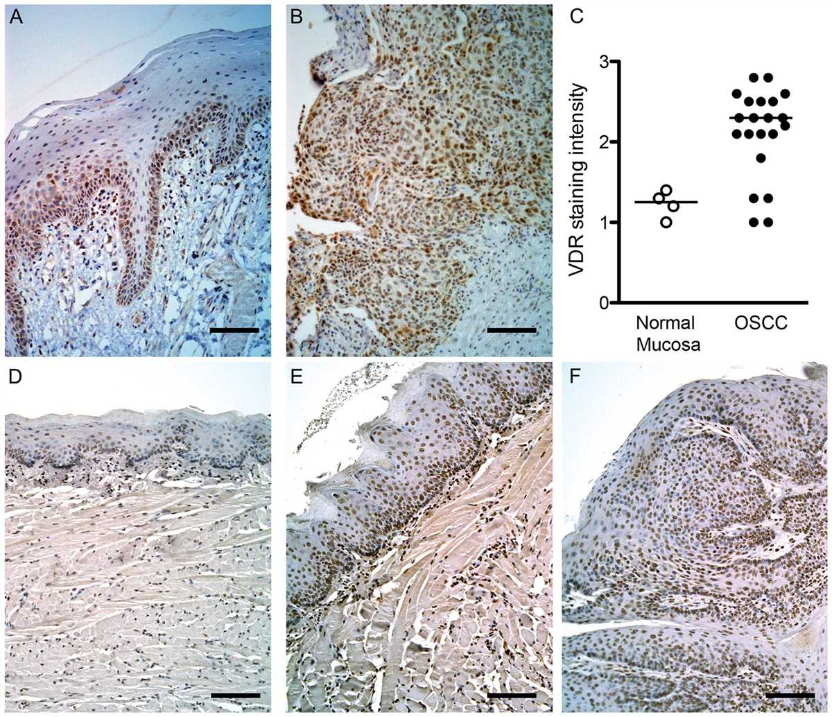 Methods for Counting Keratinocytes