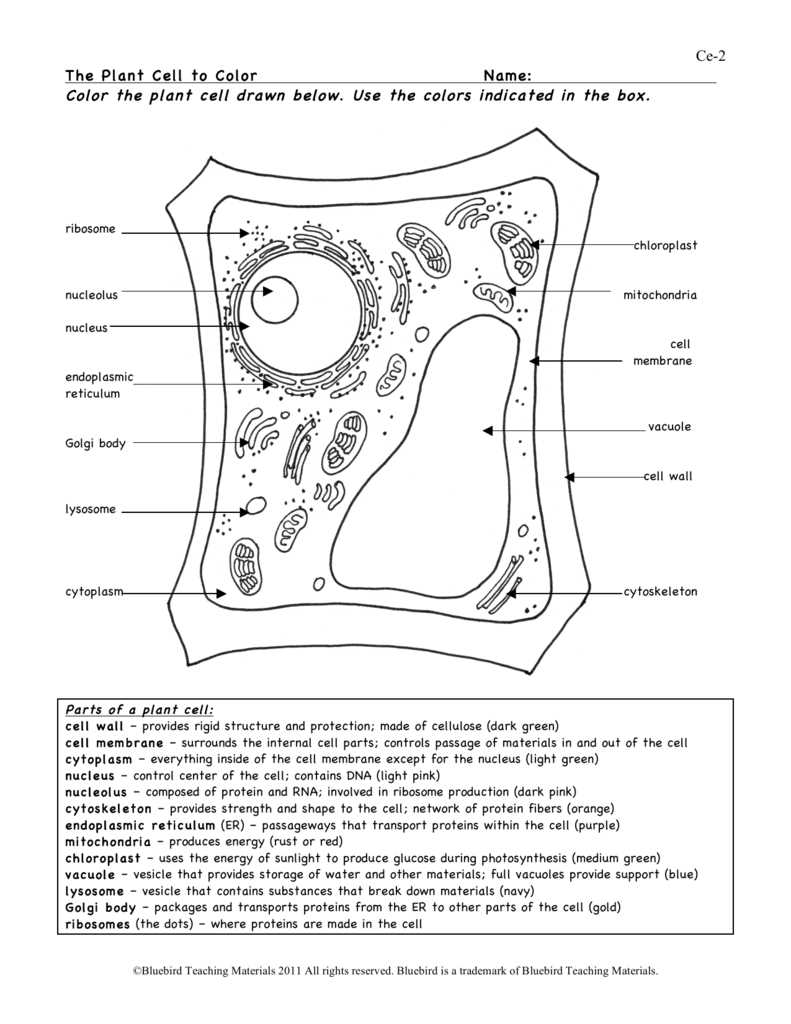 Differences between Plant and Animal Cells