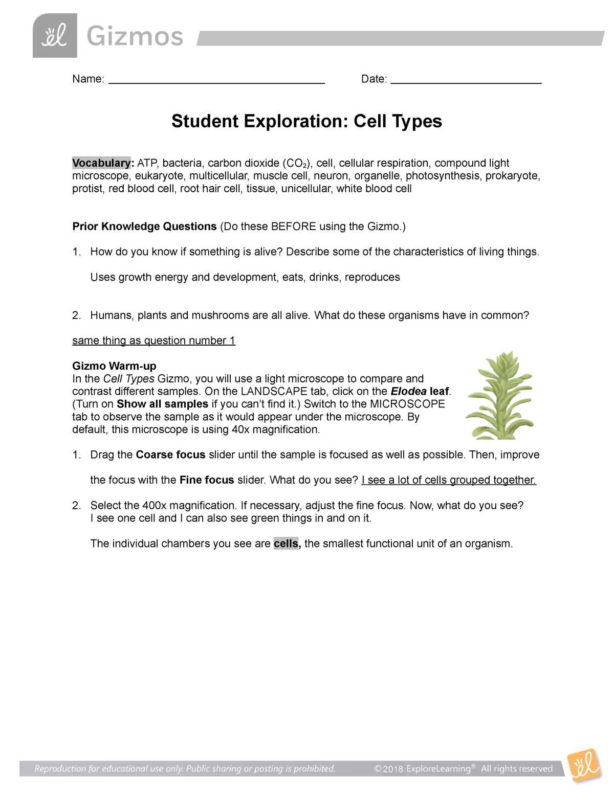 What is Carbon Cycle Gizmo Activity A?