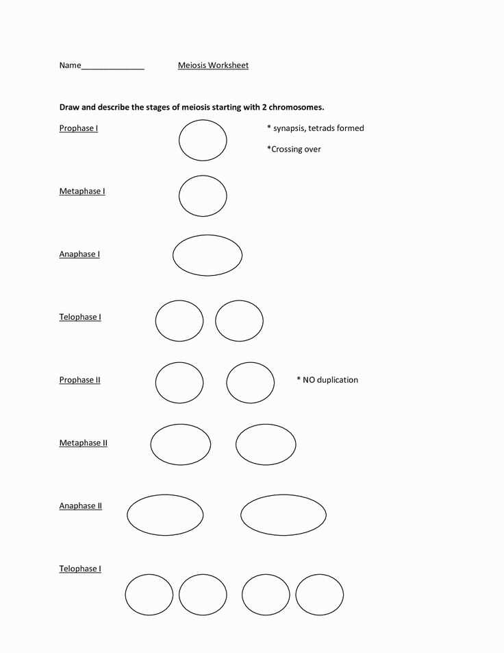 Metaphase II