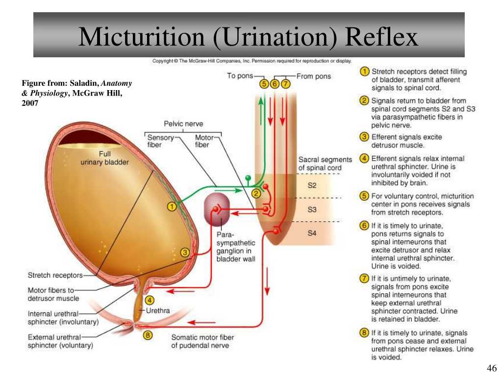 Lecture exam 2 anatomy and physiology