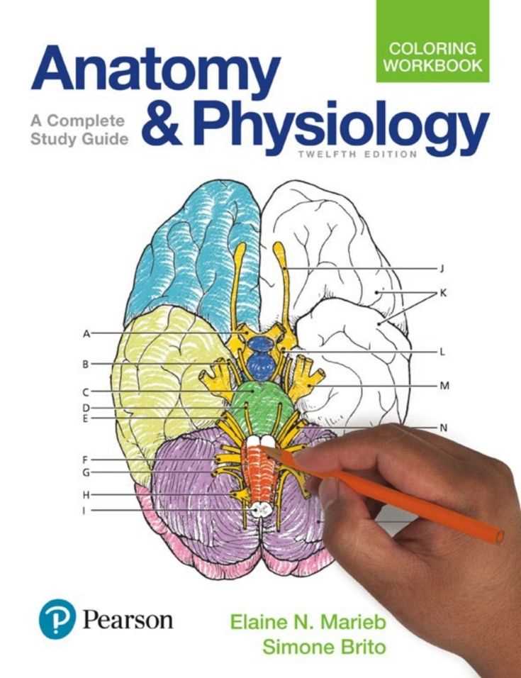 Understanding Chapter 16 Anatomy and Physiology Coloring Workbook Answers