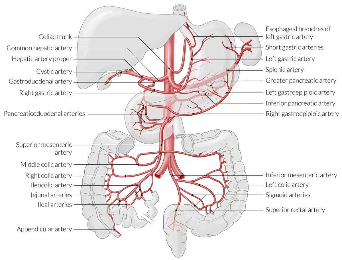 Anatomy practical exam questions pdf