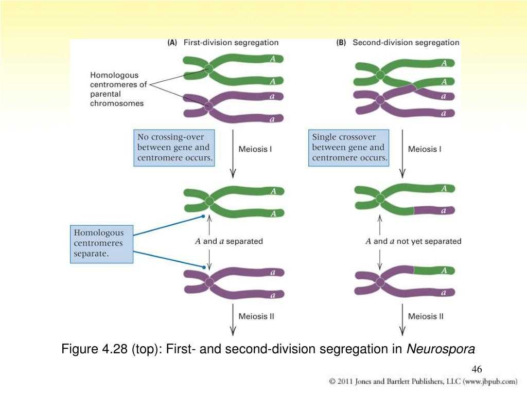 Where Can I Find Gene Mapping Questions and Answers PDF?