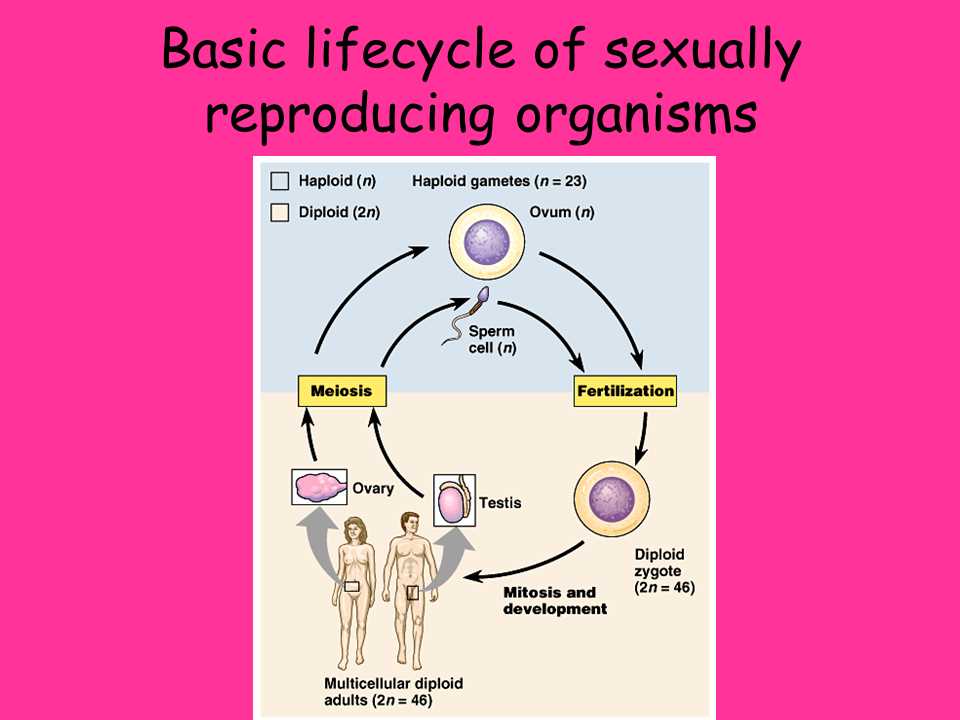 Brainpop sexual reproduction quiz answers