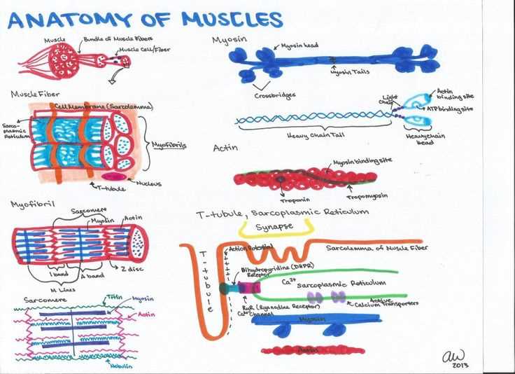 Anatomy and physiology semester 2 exam study guide answers