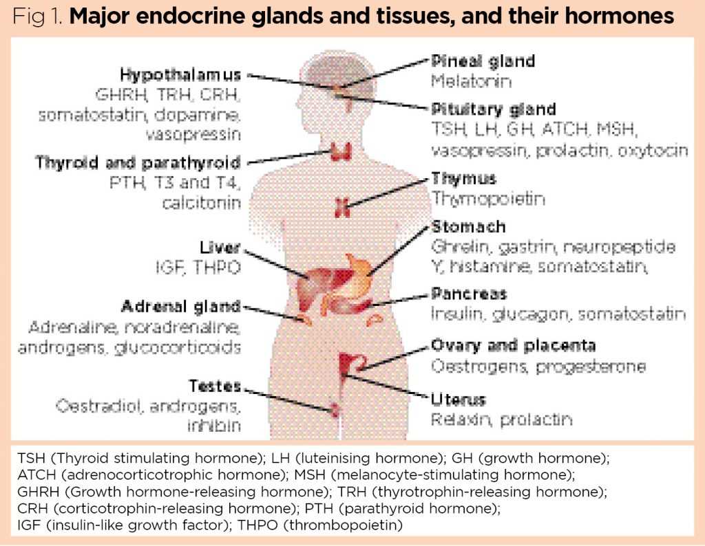 Reviewing Key Hormonal Pathways