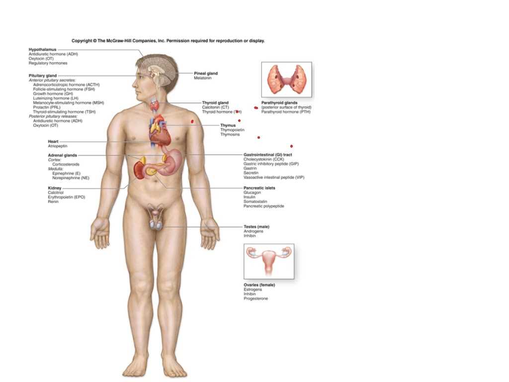 Metabolic Regulation Pathways