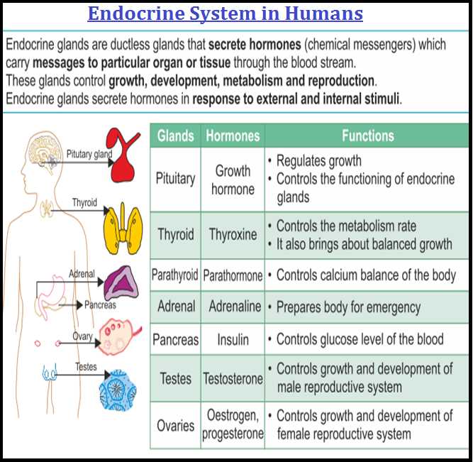 Endocrine system exam answers