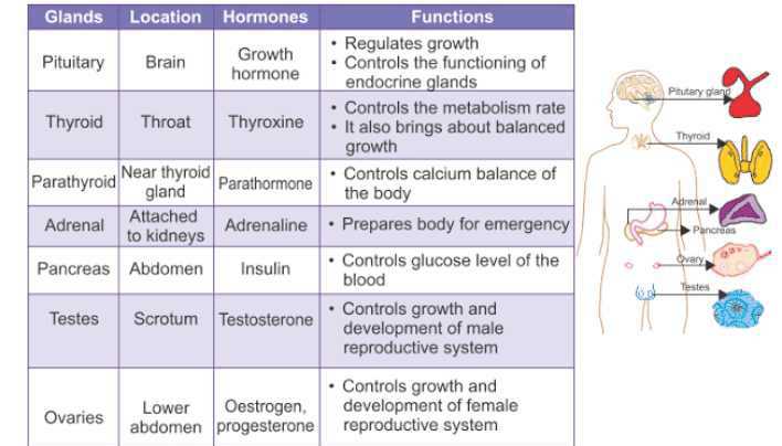 Understanding Hormones and Their Roles