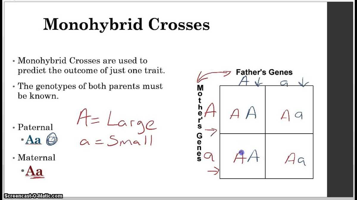 Amoeba sisters video recap monohybrid crosses answers