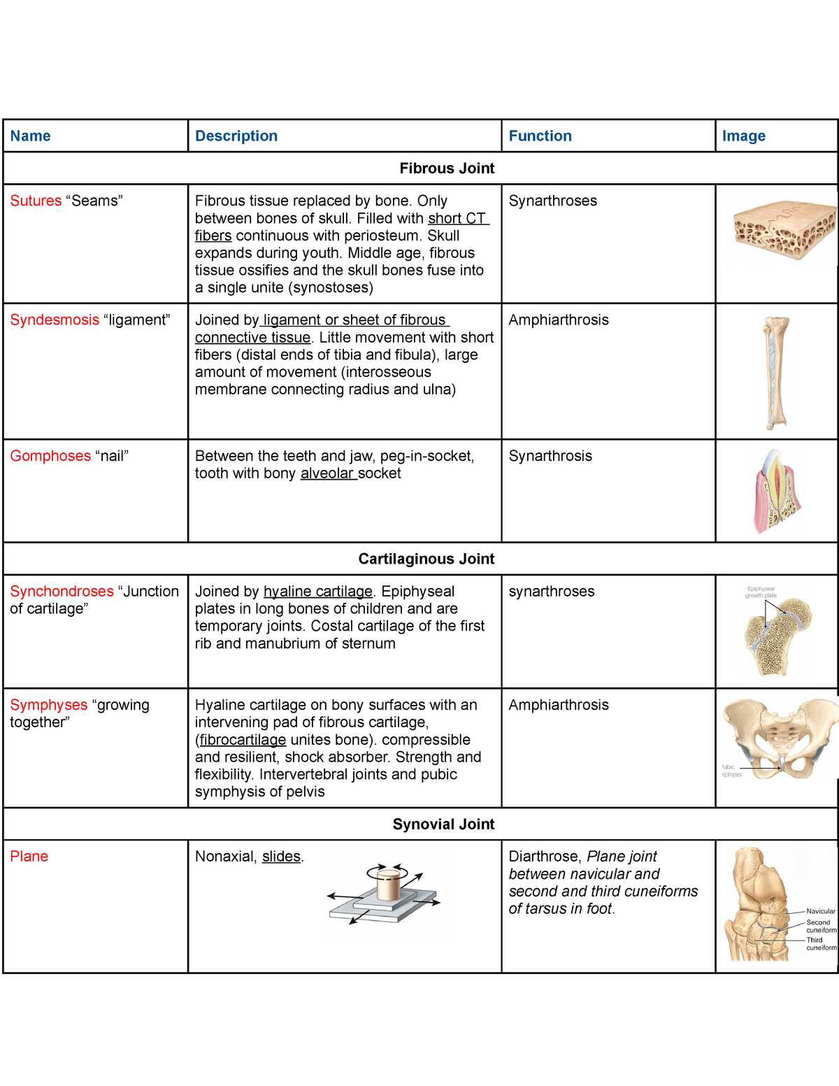 The Skeletal System