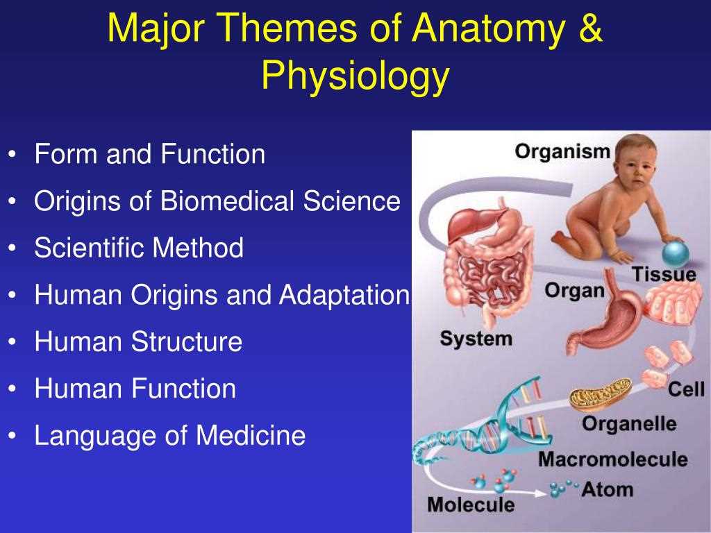 Anatomy and physiology 1 midterm exam answers