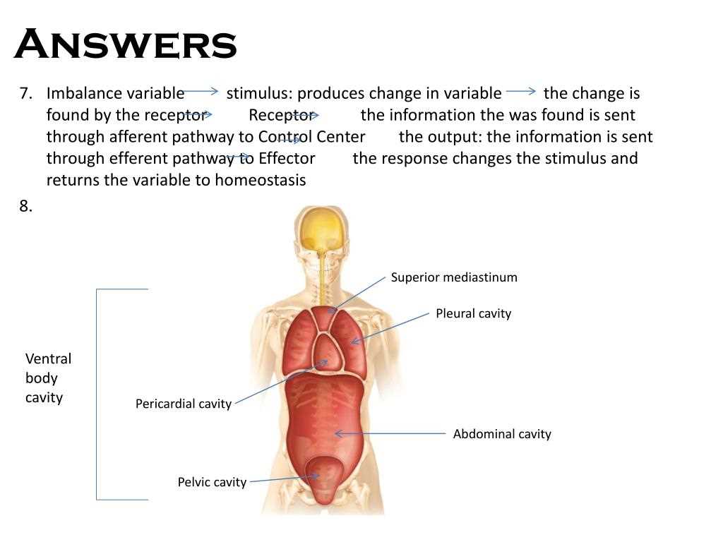 Key Concepts in Anatomy and Physiology