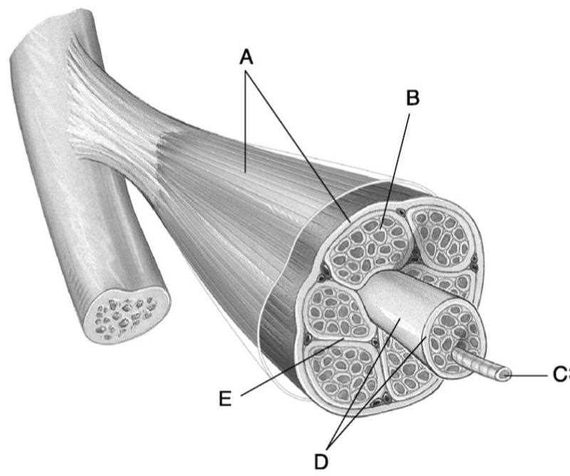 Key Concepts in Anatomy and Physiology