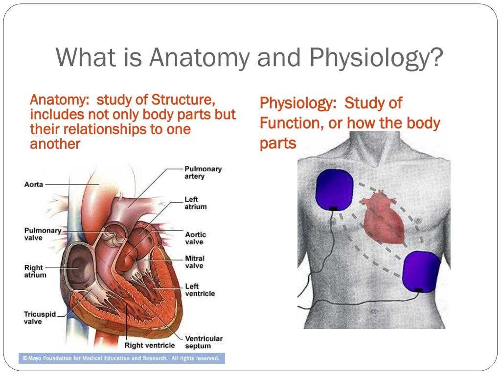 Essential Topics for Anatomy and Physiology Exam 1