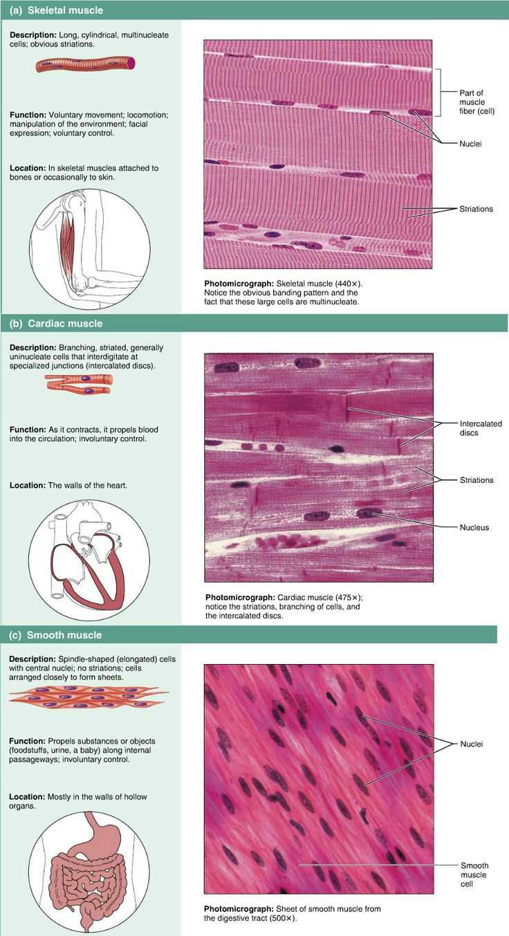 Anatomy and physiology tissue exam answer key